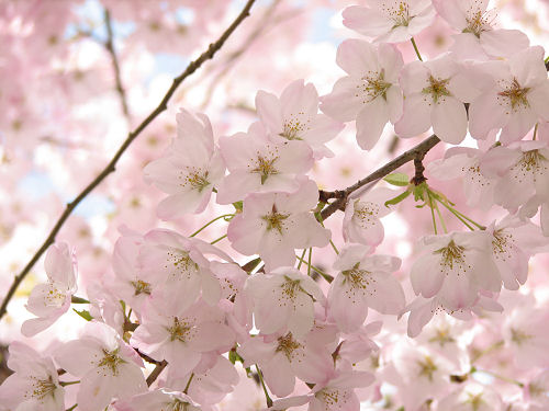 a cherry blossom